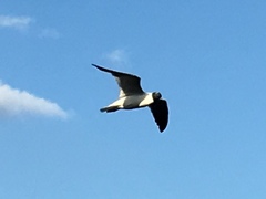 Leucophaeus atricilla