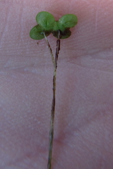 Lemna disperma