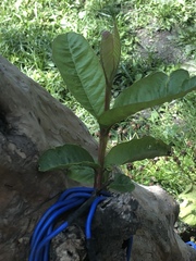 Magnoliopsida