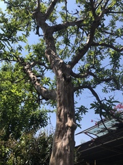Magnoliopsida