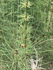 Equisetum