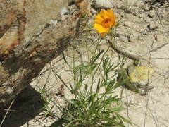 Coreopsis grandiflora