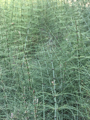Equisetum