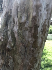 Magnoliopsida