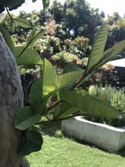 Magnoliopsida