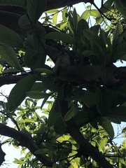 Magnoliopsida