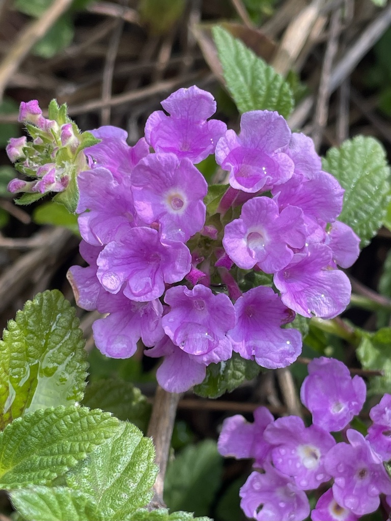 lantanas-from-cal-state-la-los-angeles-ca-us-on-february-27-2024-at