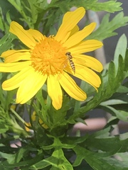 Syrphidae