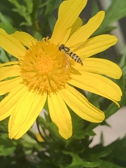 Syrphidae