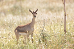 Gazella gazella