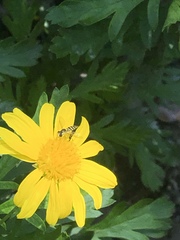 Syrphidae