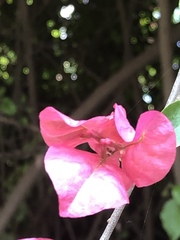 Bougainvillea