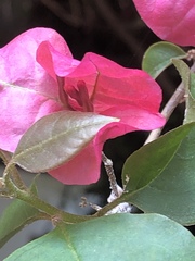 Bougainvillea