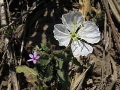 Oenothera tetraptera