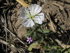 Oenothera tetraptera