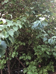 Bougainvillea