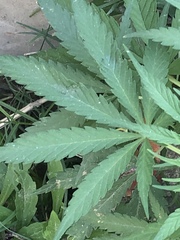 Cannabis sativa