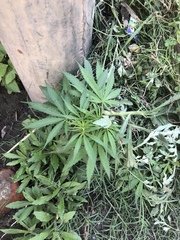 Cannabis sativa