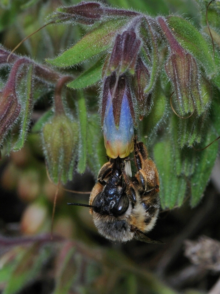 Anthophora orientalis