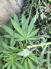 Cannabis sativa