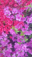 Rhododendron obtusum