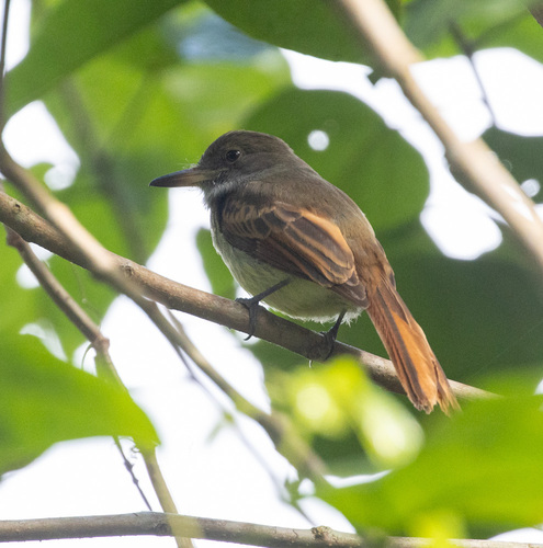 Rufous-tailed Flycatcher (Myiarchus validus), photo 8