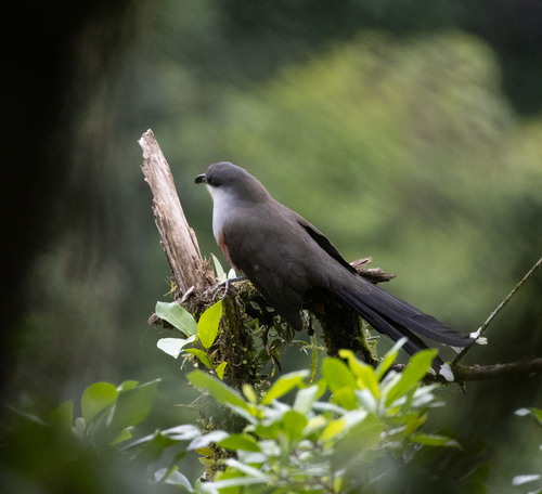 Chestnut-bellied Cuckoo (Coccyzus pluvialis), photo 4