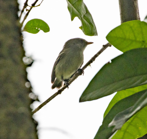Jamaican Vireo (Vireo modestus), photo 2