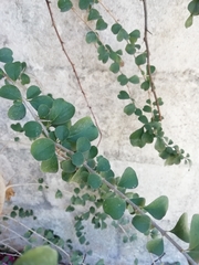 Randia obcordata