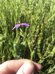 Triodanis biflora