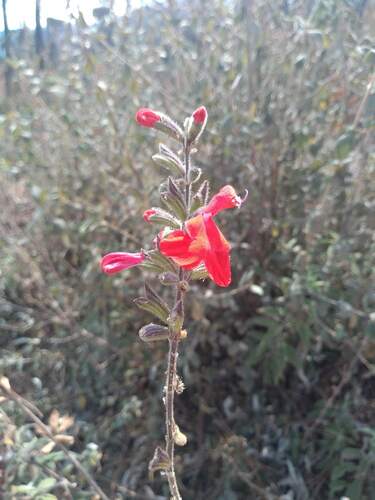 Salvia perlonga