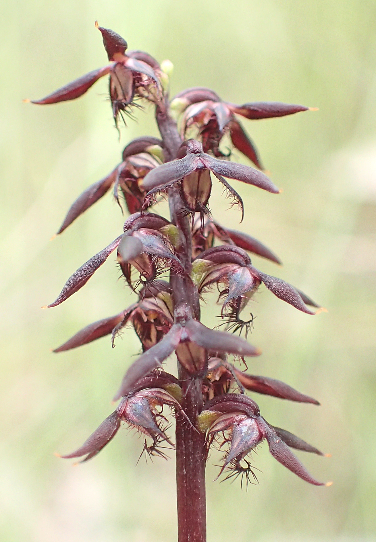 Genoplesium acuminatum