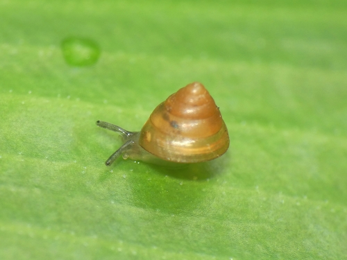 Kaliella microconus observed 2024-02-28