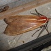 Amastus coccinator - Photo (c) tapaculo99, some rights reserved (CC BY-NC)