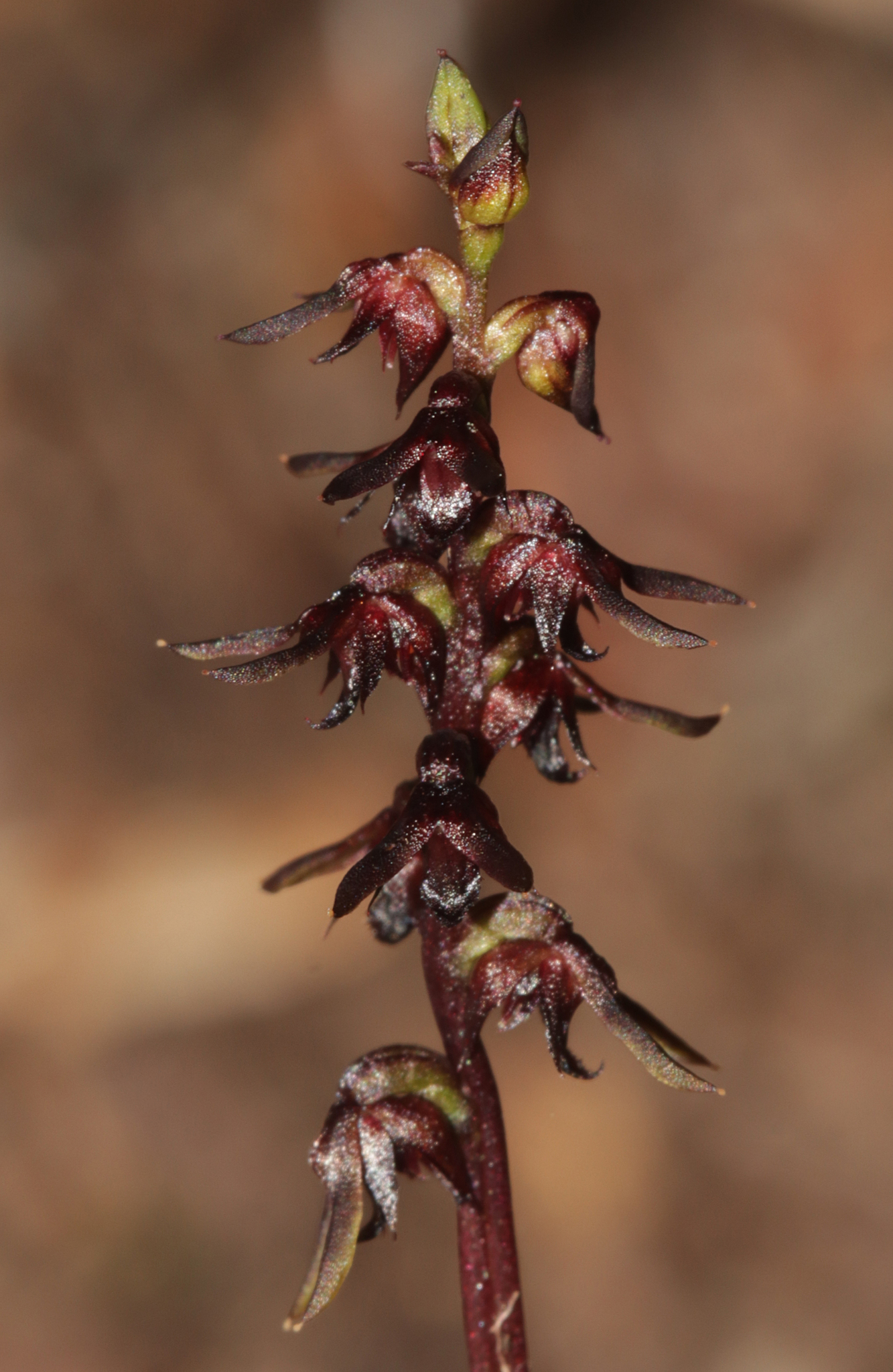 Genoplesium anthracinum