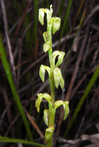 Freak midge orchid (Genoplesium apostasioides)