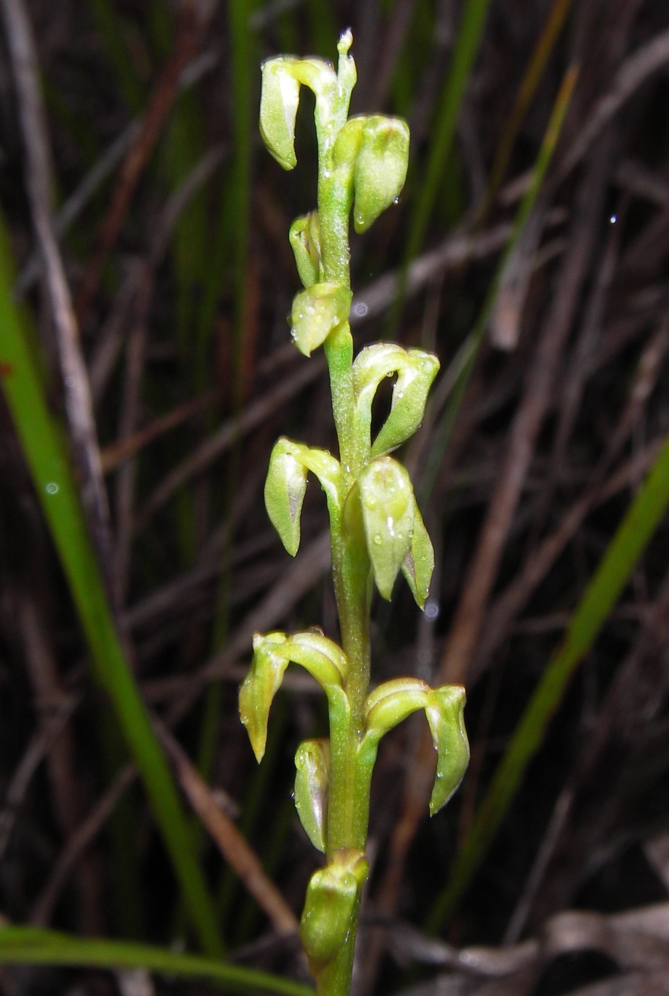 Freak Midge Orchid (Genoplesium apostasioides)