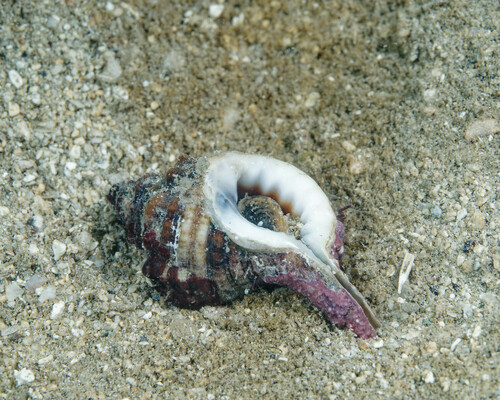 Cymatium muricinum observed 2024-02-25