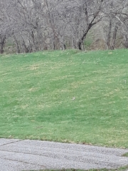 Urocitellus columbianus