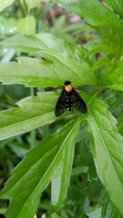 Chrysopilus thoracicus