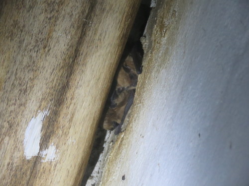Myotis dinellii
