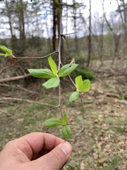 Crataegus stenosepala