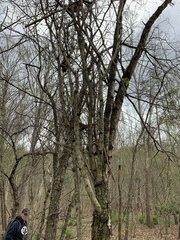 Crataegus stenosepala