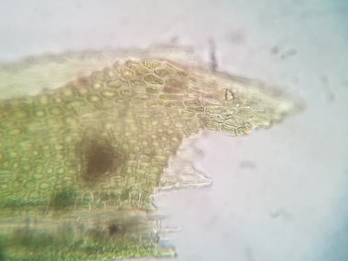 Image of Fissidens exilis by no rights reserved