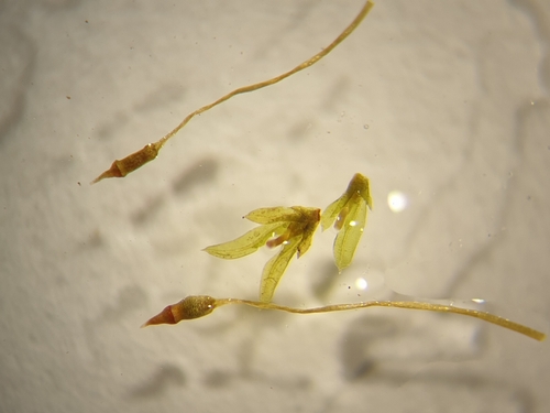 Image of Fissidens exilis by no rights reserved