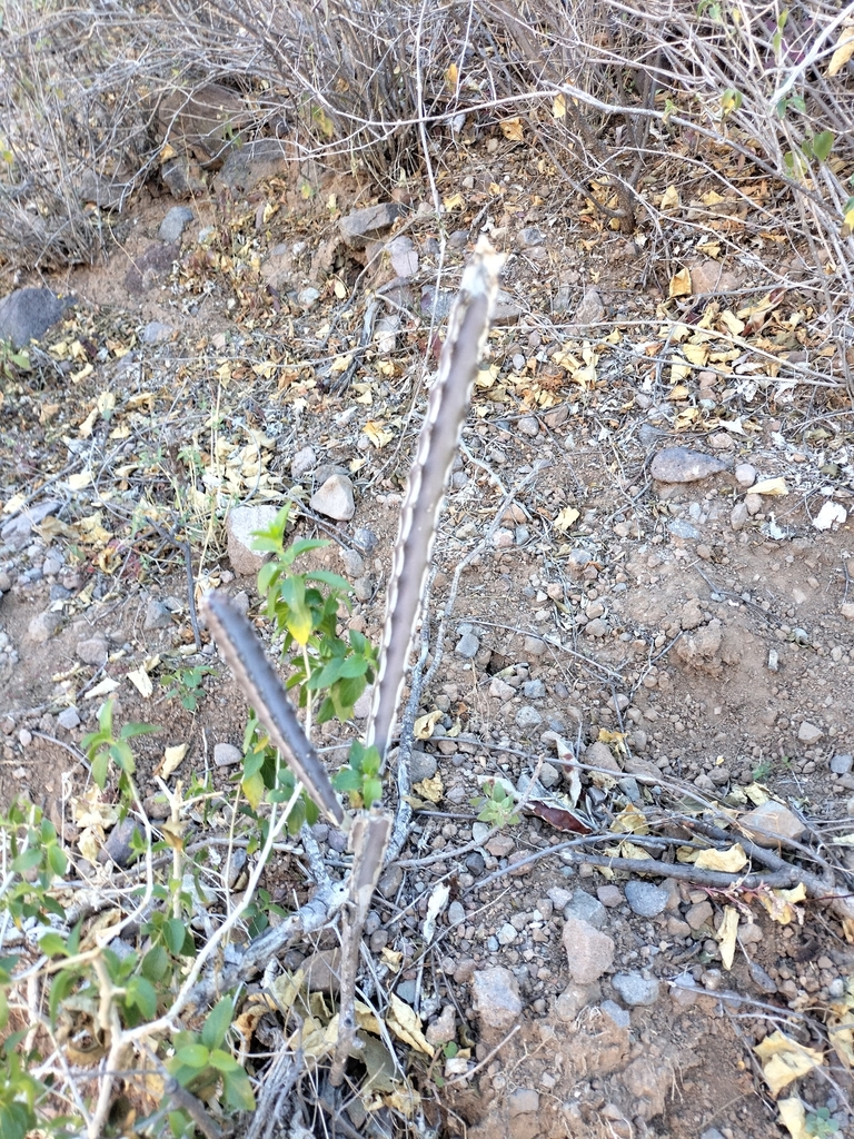 Peniocereus johnstonii from 23890 B.C.S., México on February 4, 2024 at ...