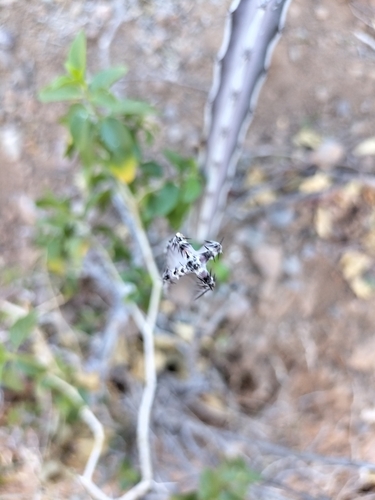 Image of Peniocereus johnstonii by no rights reserved