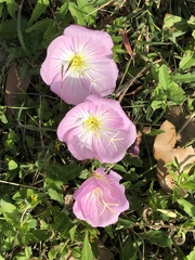 Oenothera speciosa