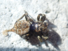 Hakka himeshimensis