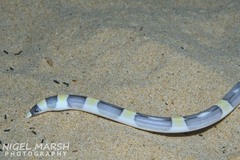 Convict Snake Eel photo 2